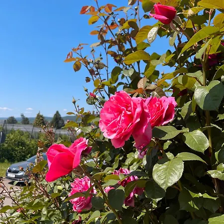 Ferienwohnungen Im Rosengarten Bodman-Ludwigshafen Zewnętrze zdjęcie