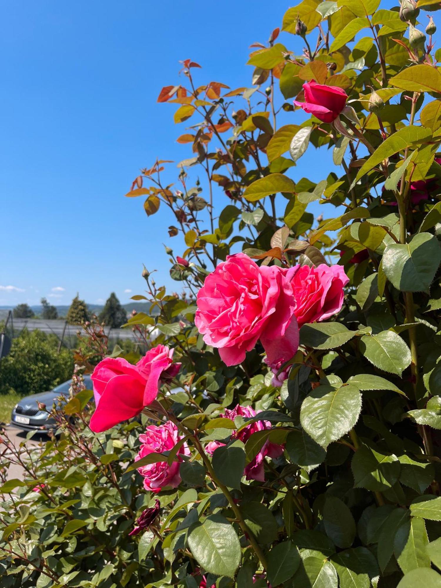 Im Rosengarten
