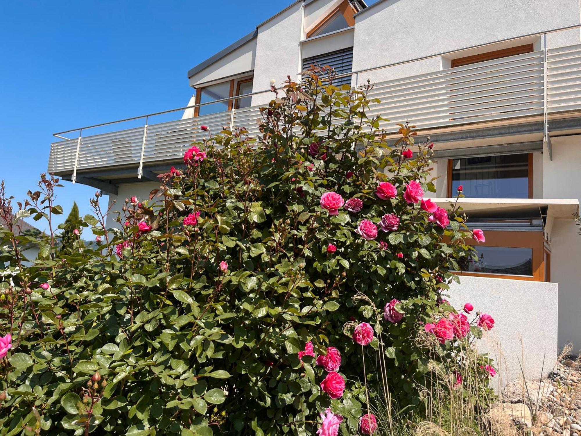 Im Rosengarten Apartment Bodman-Ludwigshafen